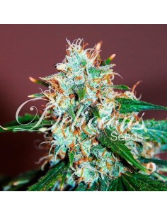 DELICIOUS SEEDS - Critical Neville Haze Auto - 1