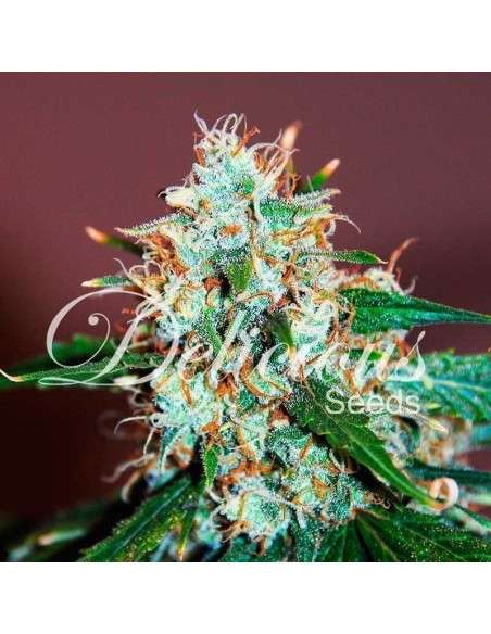DELICIOUS SEEDS - Critical Neville Haze Auto - 1