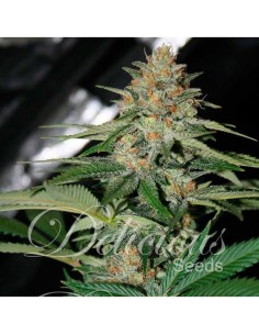 DELICIOUS SEEDS - Delicious Candy Auto - 1