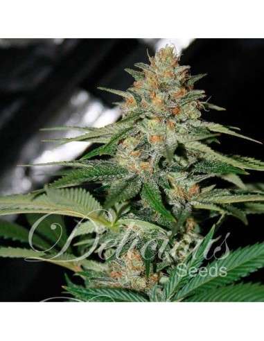 DELICIOUS SEEDS - Delicious Candy Auto - 1