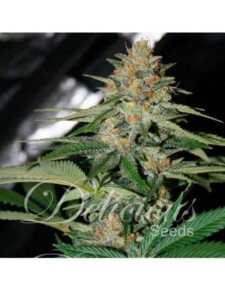DELICIOUS SEEDS - Delicious Candy Auto - 1