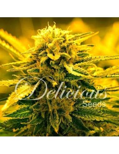 DELICIOUS SEEDS - Sugar Black Rose Auto - 1
