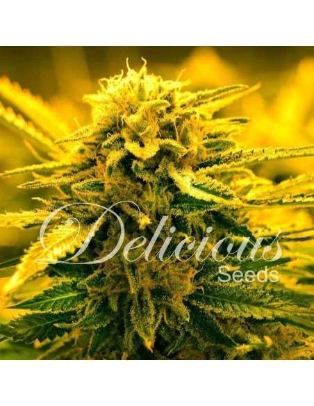 DELICIOUS SEEDS - Sugar Black Rose Auto - 1