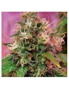 CBD CREW - CBD OG Kush - 1