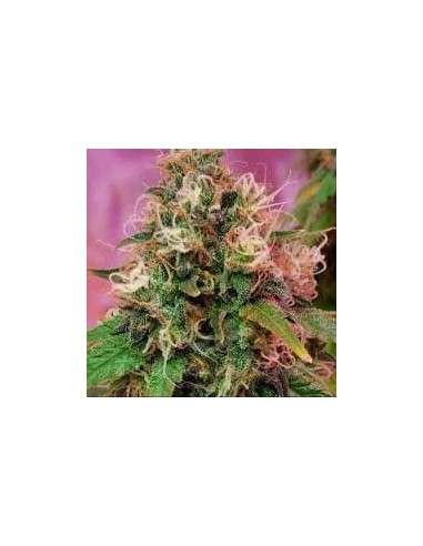CBD CREW - CBD OG Kush - 1