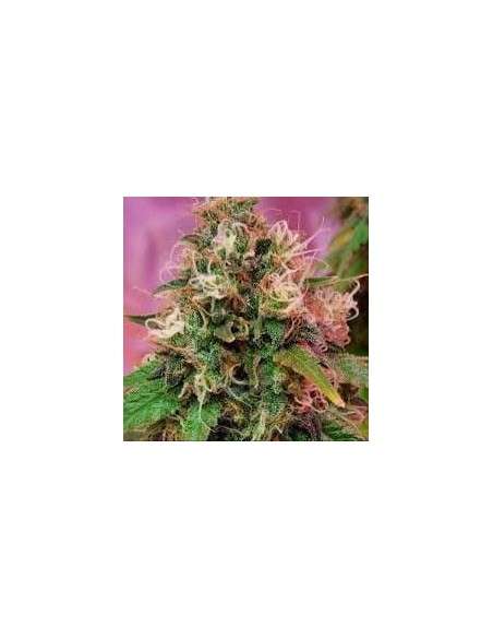 CBD CREW - CBD OG Kush - 1