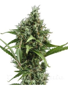 CBD SEEDS - Auto Amnesia - 1