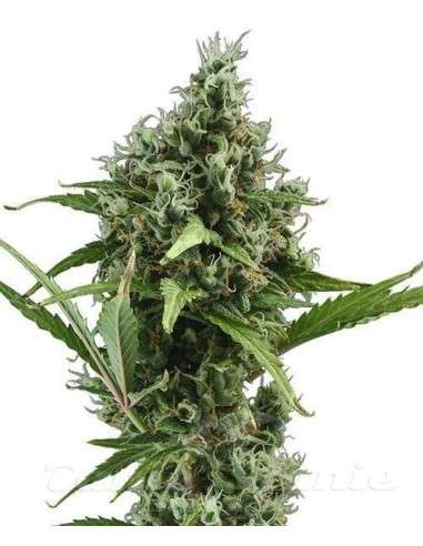 CBD SEEDS - Auto Amnesia - 1