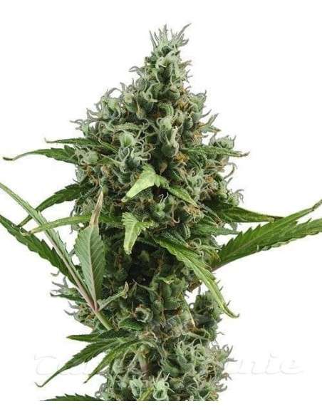 CBD SEEDS - Auto Amnesia - 1