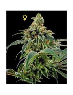 DNA GENETICS - 24 Gold - 1