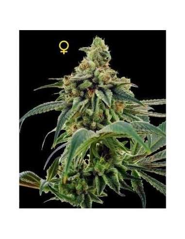 DNA GENETICS - 24 Gold - 1
