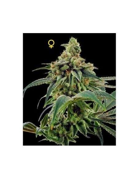 DNA GENETICS - 24 Gold - 1