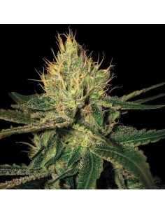 DNA GENETICS - Cannalope Haze - 1