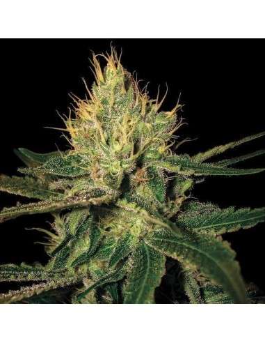 DNA GENETICS - Cannalope Haze - 1