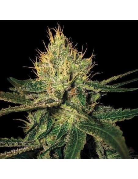DNA GENETICS - Cannalope Haze - 1