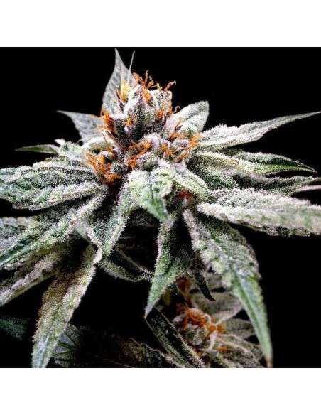 DNA GENETICS - Dj's Gold - 1