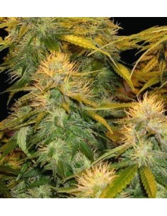 DNA GENETICS - DNA Mix Pack - 1