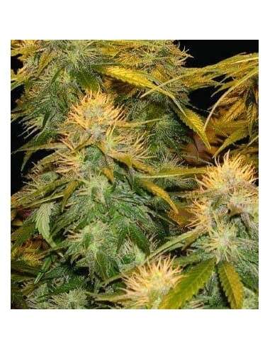 DNA GENETICS - DNA Mix Pack - 1