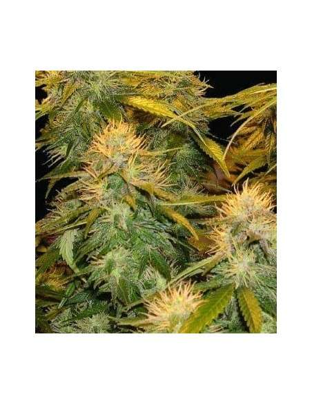 DNA GENETICS - DNA Mix Pack - 1