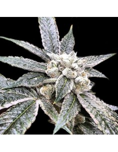 DNA GENETICS - Golden Berry - 1