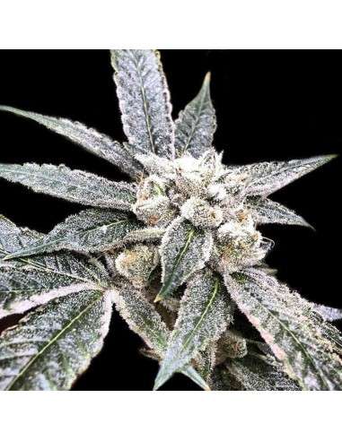 DNA GENETICS - Golden Berry - 1