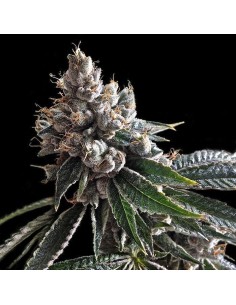 DNA GENETICS - Golden Lemons - 1
