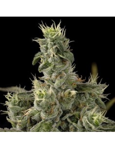 DNA GENETICS - Nicole Kush - 1