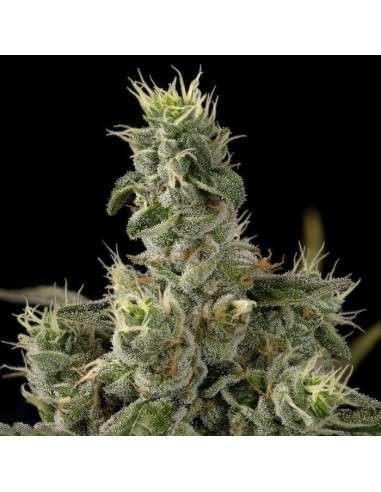 DNA GENETICS - Nicole Kush - 1