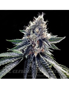 DNA GENETICS - Sour Kosher - 1