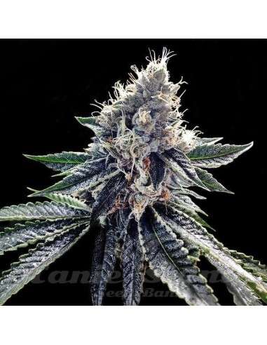 DNA GENETICS - Sour Kosher - 1