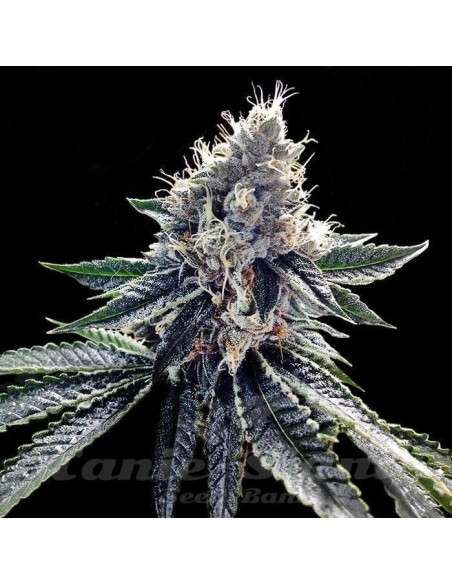 DNA GENETICS - Sour Kosher - 1