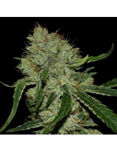 DNA GENETICS - Tangilope - 1