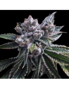 DNA GENETICS - El Fuego Auto - 1