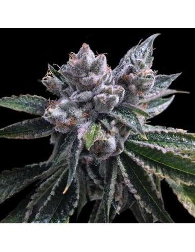 DNA GENETICS - El Fuego Auto - 1