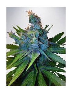 MINISTRY OF CANNABIS - Hay-Z - 1