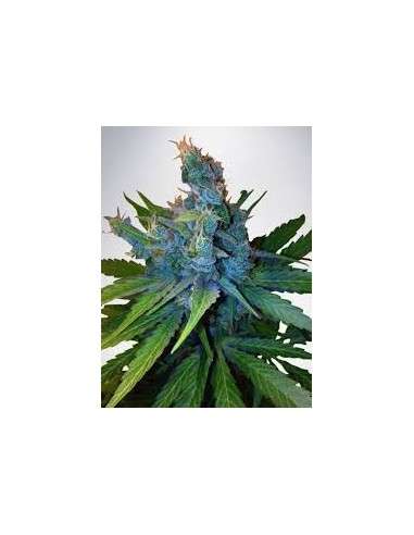 MINISTRY OF CANNABIS - Hay-Z - 1
