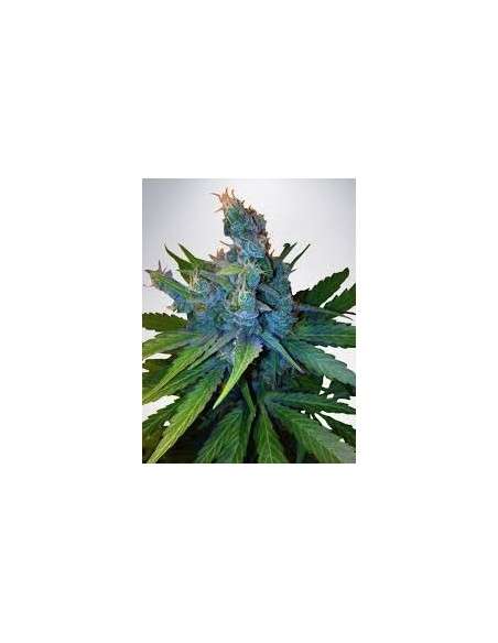 MINISTRY OF CANNABIS - Hay-Z - 1