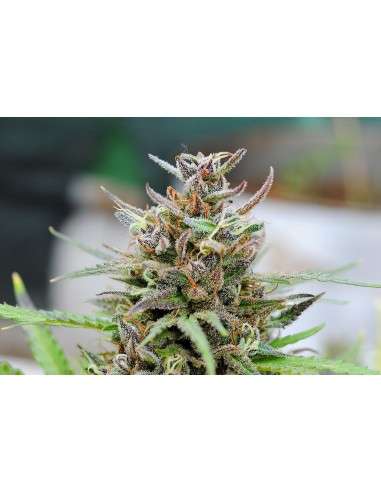 KANNABIA SEED - Baby Boom Auto - 1