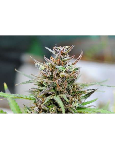 KANNABIA SEED - Baby Boom Auto - 1