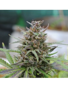 KANNABIA SEED - Baby Boom Auto - 1 2