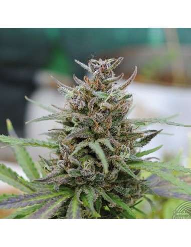 KANNABIA SEED - Baby Boom Auto - 2