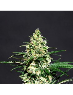 KANNABIA SEED - Amnesi-K Lemon - 1