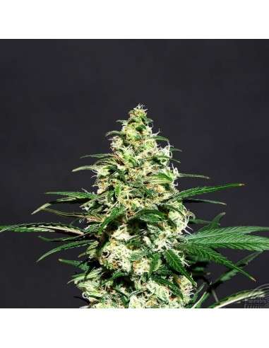 KANNABIA SEED - Amnesi-K Lemon - 1