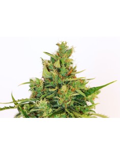 KANNABIA SEED - Amnesi-K Lemon - 1 2