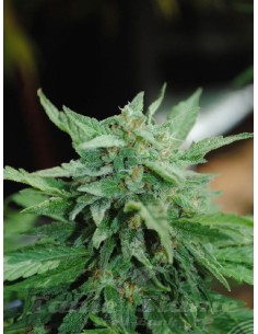 KANNABIA SEED - Karibbean Mango (Karibena) - 1 2