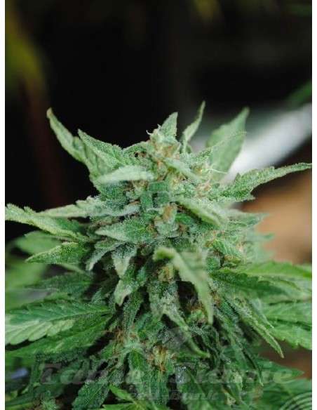 KANNABIA SEED - Karibbean Mango (Karibena) - 2