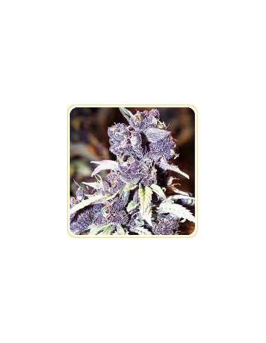 DUTCH PASSION - Blueberry - 6