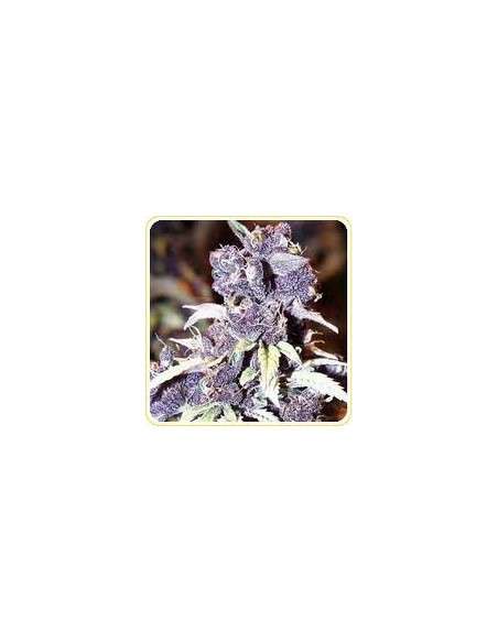 DUTCH PASSION - Blueberry - 6