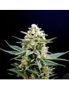 KANNABIA SEED - Kritikal-K - 1