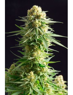 KANNABIA SEED - Kritikal-K - 1 2